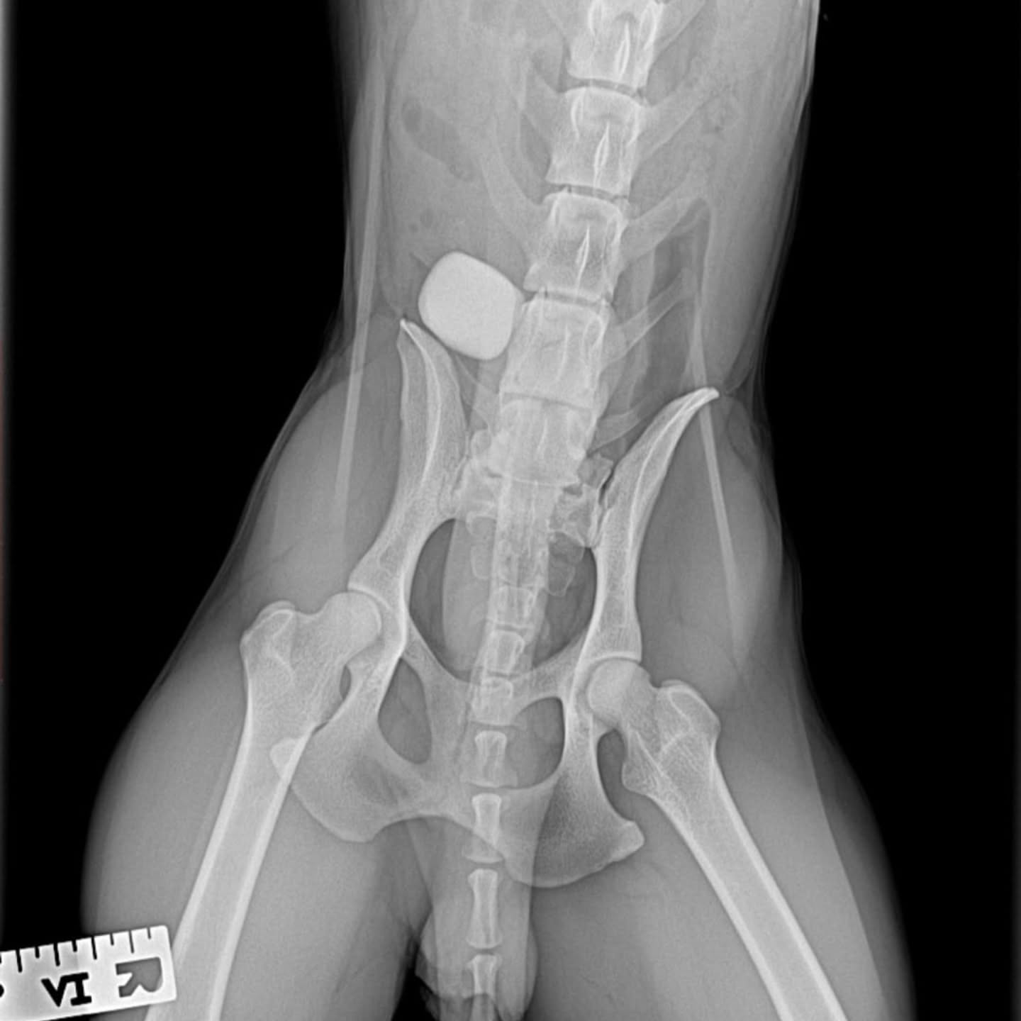Cirugía de cuerpo extraño intestinal en perros: el caso de una piedra que casi provoca una obstrucción