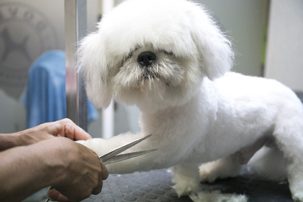 Cómo cortar las uñas a tu perro sin hacerle daño