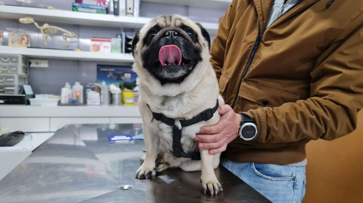¿Cómo cuidar de tu mascota? Guía básica de bienestar animal