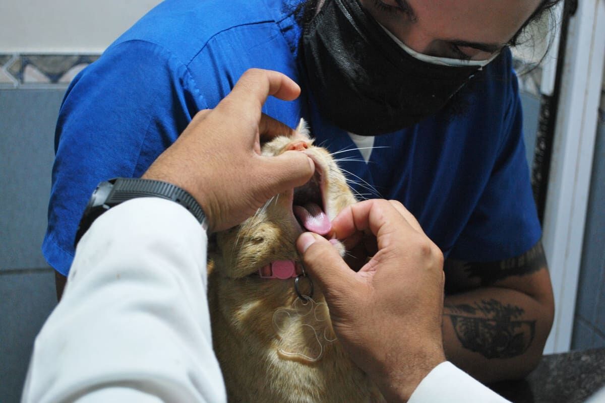 Cómo explorar la boca a un gato correctamente