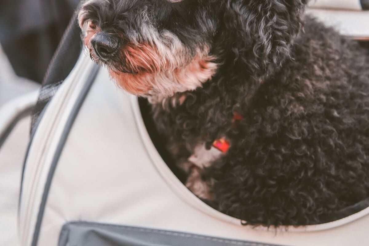 Consejos para viajar con perros: seguridad y bienestar en carretera