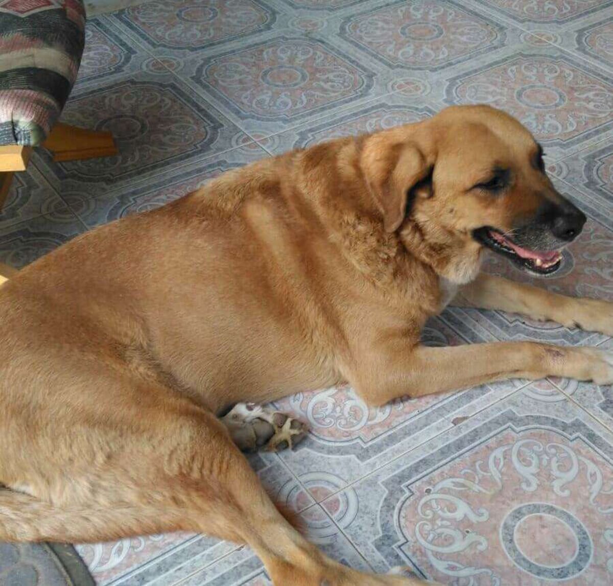 ¿Cuándo llevar a tu mascota al veterinario? Señales de alerta