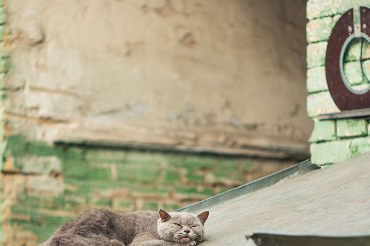 Cuidados para gatos ancianos: cómo mejorar su calidad de vida