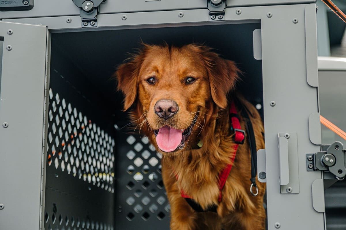 Documentación obligatoria para viajar con tu mascota dentro de la Unión Europea