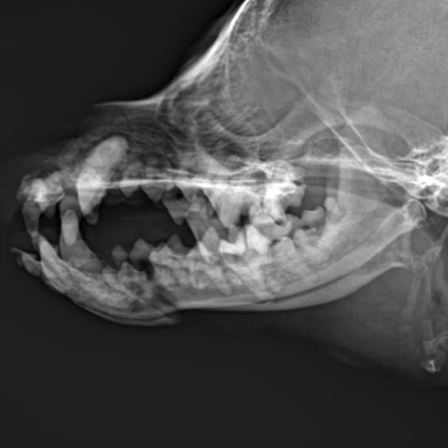 Fractura mandibular en un Yorkshire Terrier: cirugía y recuperación