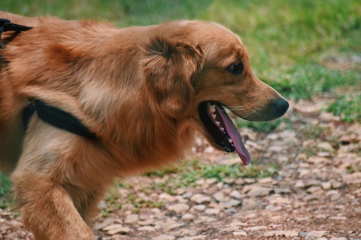 Cómo actuar frente al golpe de calor en perros