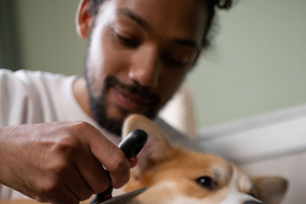 Hábitos de higiene que tu perro necesita