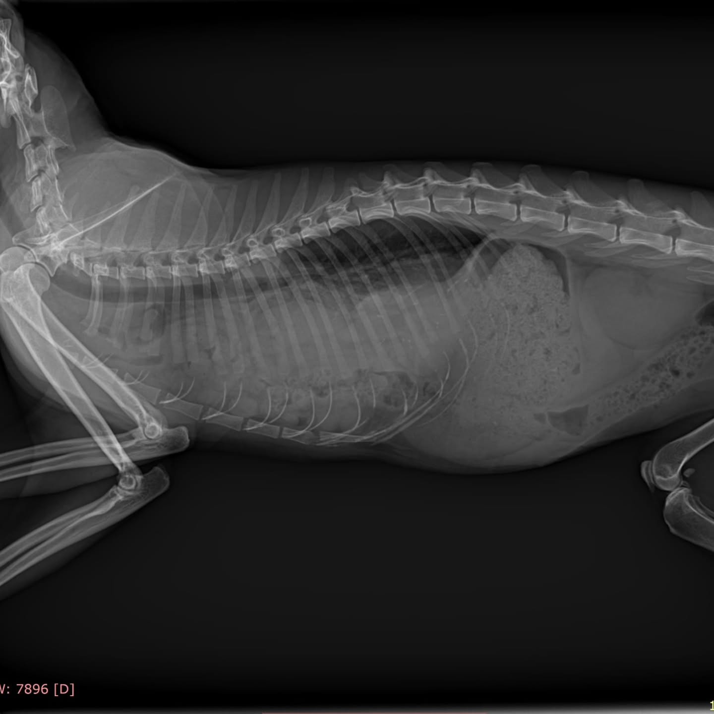 Hernia diafragmática en gatos: síntomas, diagnóstico y cirugía