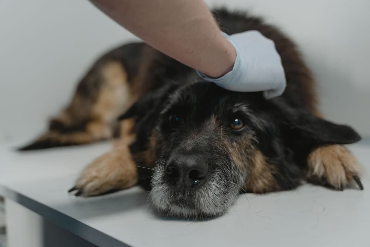 Leishmaniosis en perros: qué es, síntomas y prevención