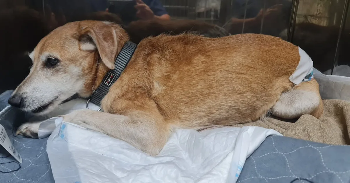 Luxación de cadera en perros: síntomas y tratamiento