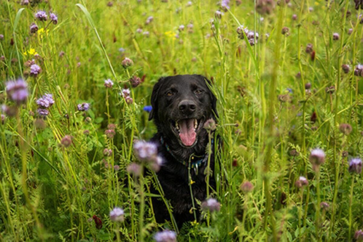 Prevención y cuidados para perros en primavera