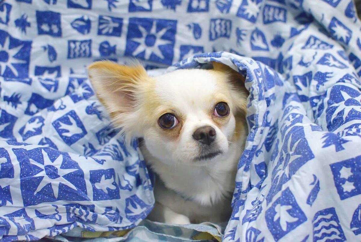 Cómo proteger a tu mascota frente al frío en invierno