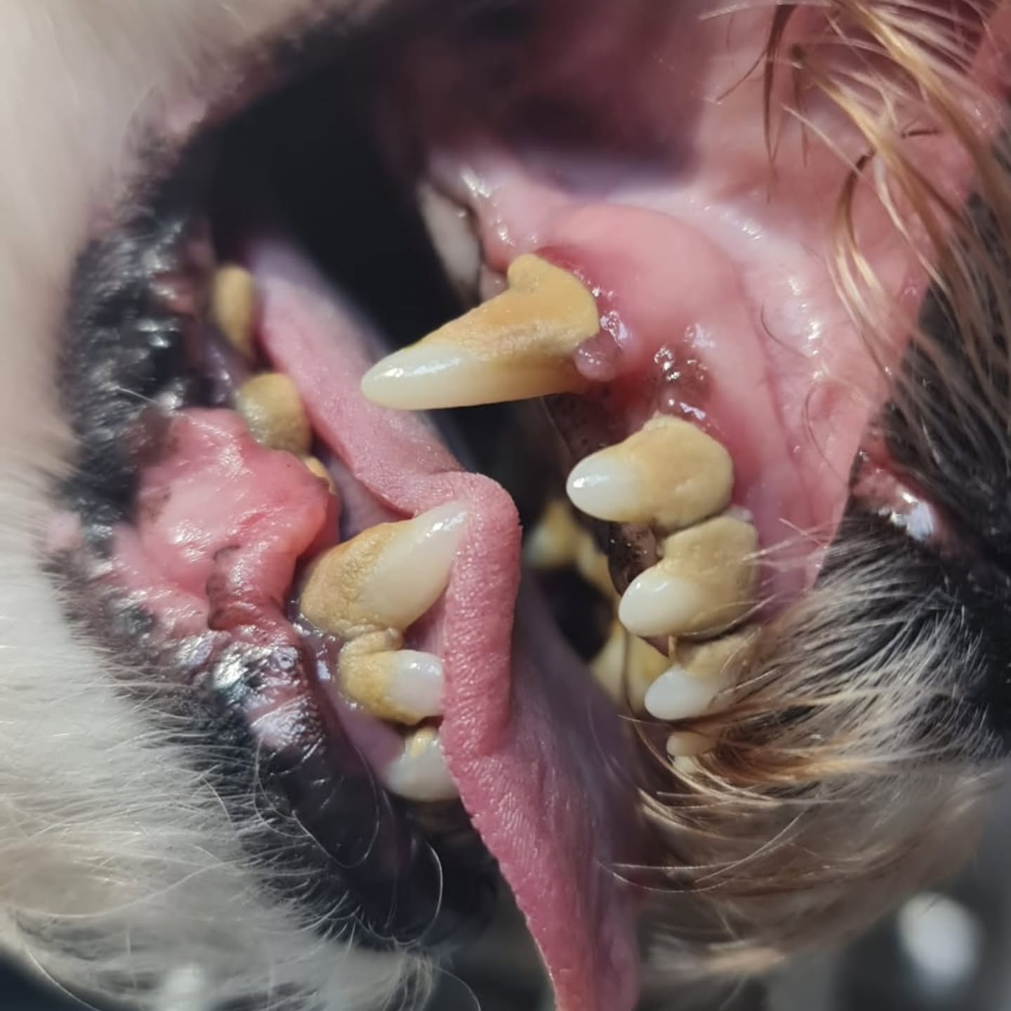 Cómo prevenir el sarro en perros: la importancia de la limpieza dental