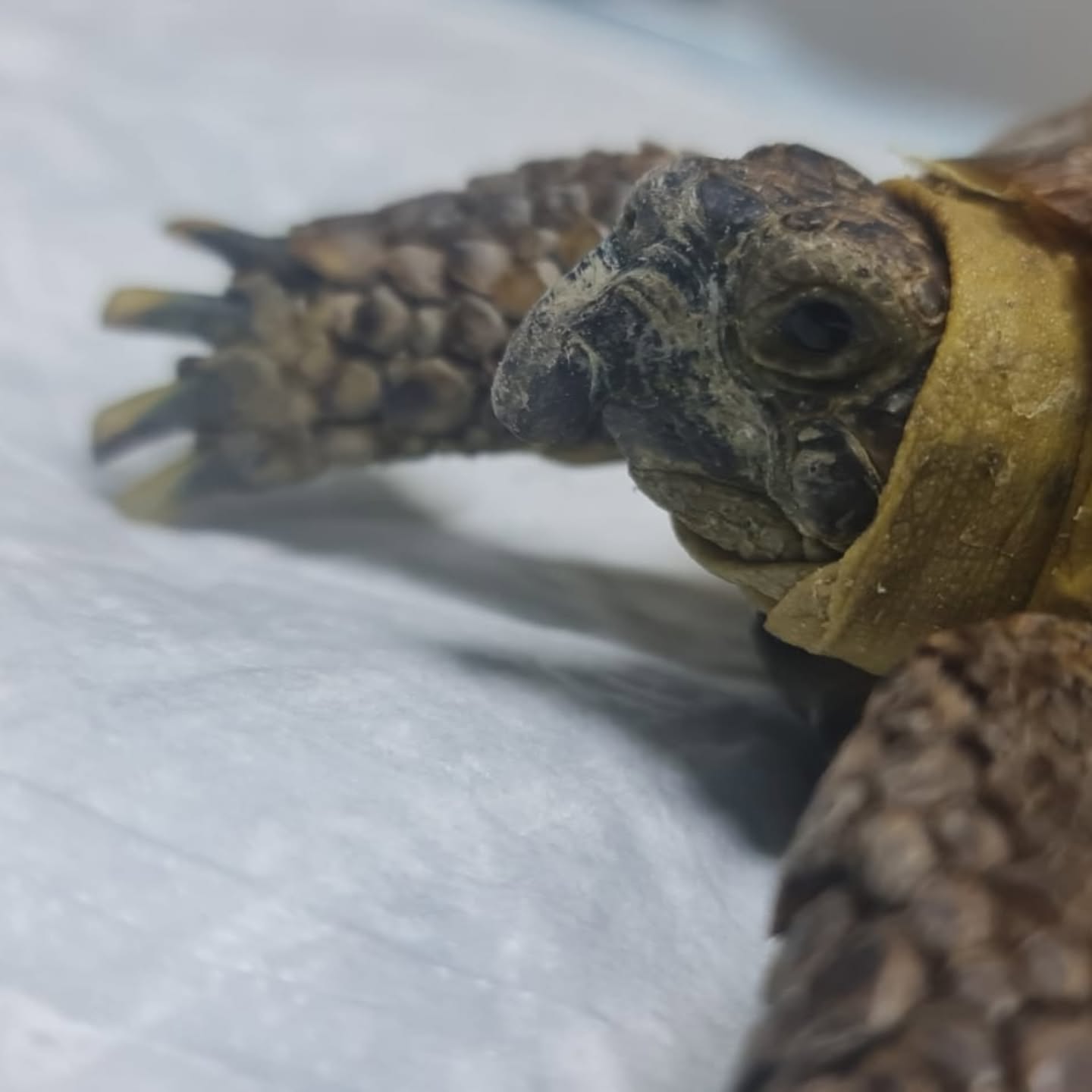 Sobrecrecimiento del pico en tortugas de tierra: causas y prevención