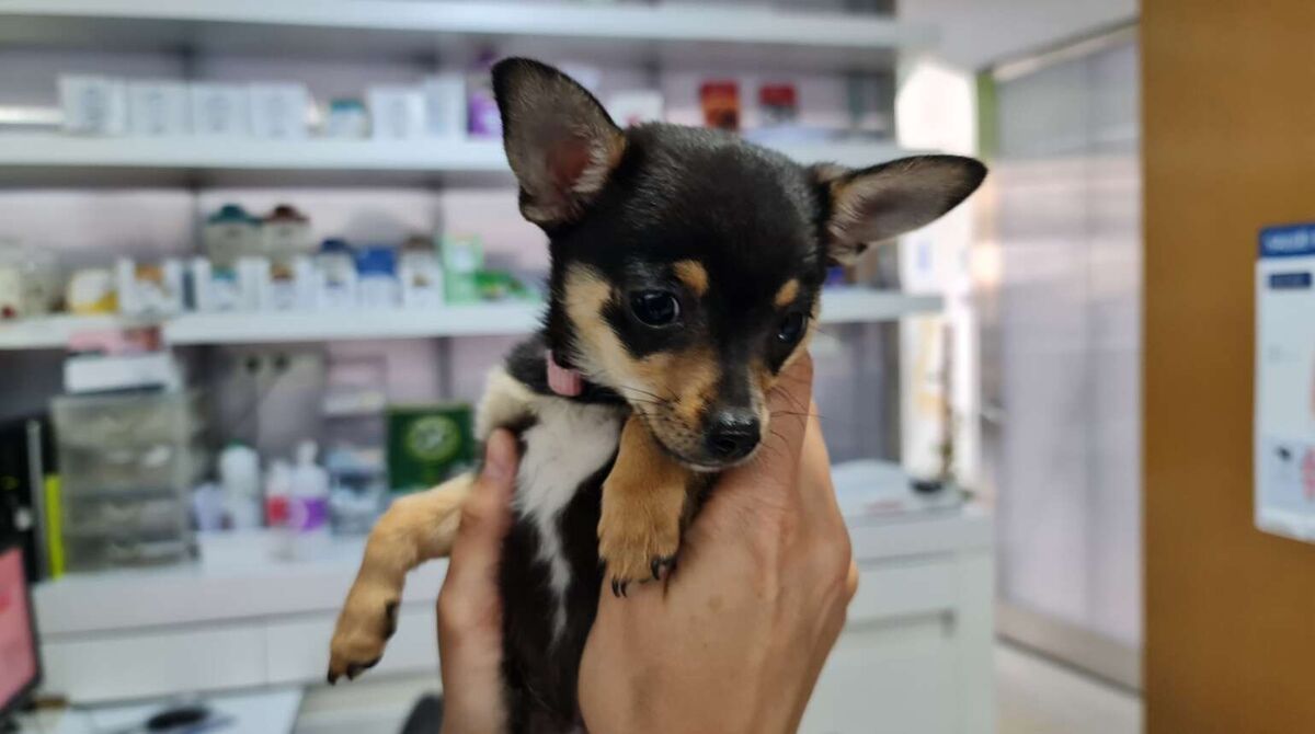 Vacunas para perros en España: guía completa para dueños de mascotas