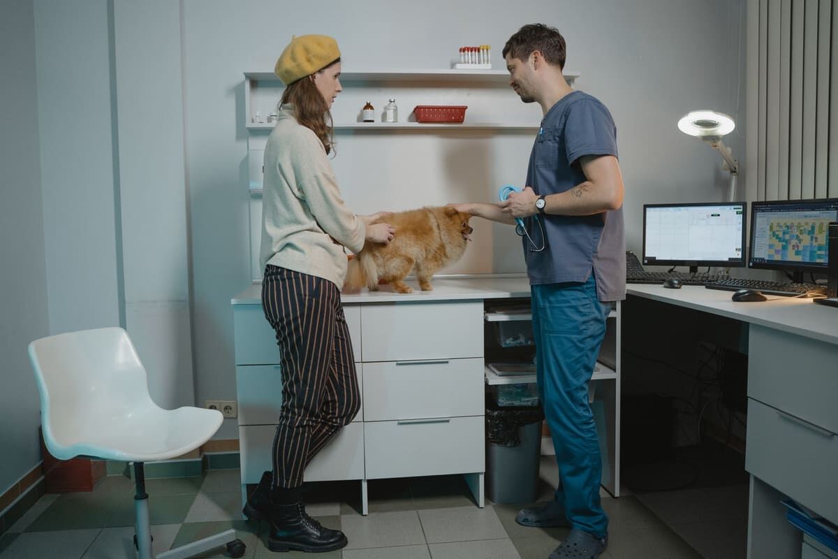 Ventajas de esterilizar a tu perro o gato
