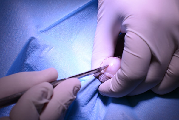 Castración y esterilización de perros y gatos