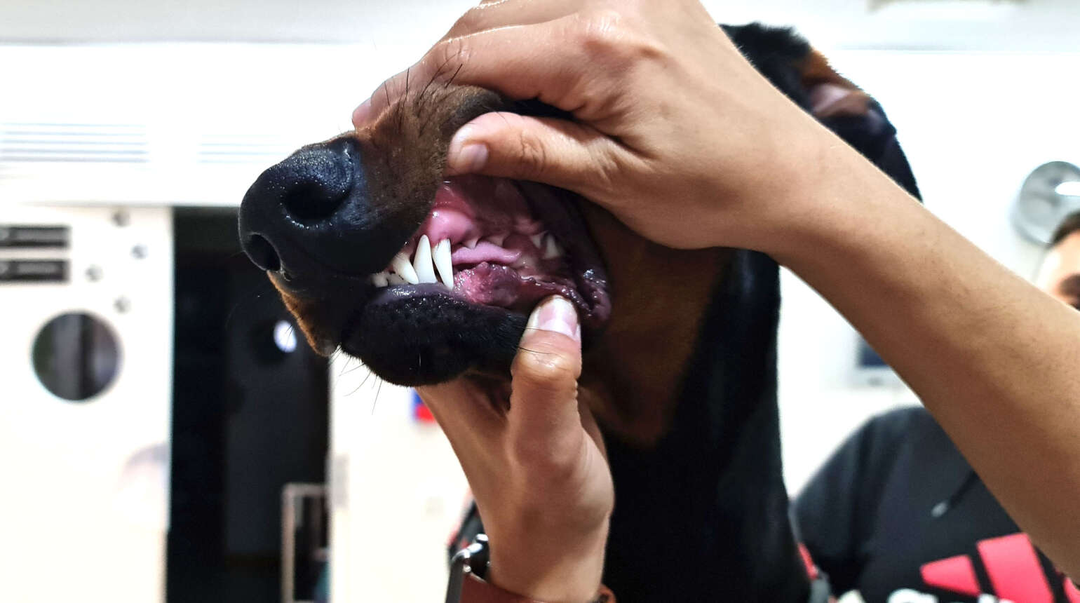 Enfermedad periodontal en perros y gatos