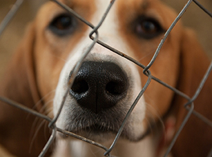 Tos de las perreras: síntomas, prevención y tratamiento