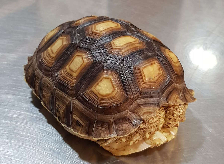 Tratamiento antiparasitario en una tortuga sulcata